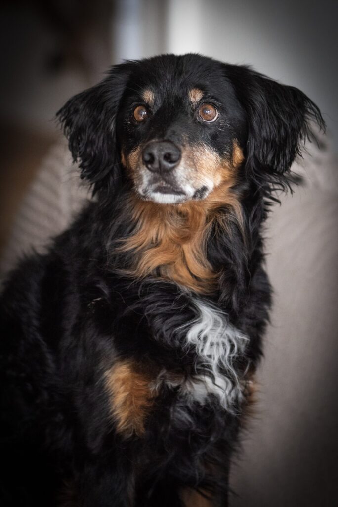 animal-fotoshooting-01.jpg