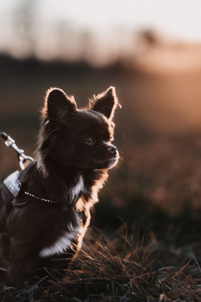 animal-fotoshooting-02.jpg